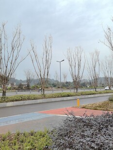 城市道路旁的萧瑟冬日景象