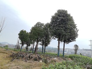 田野旁的几棵挺拔树木