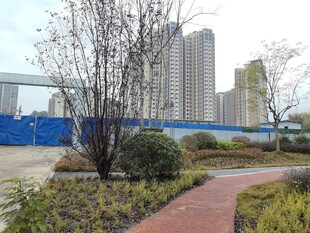 城市中的绿植小径景观