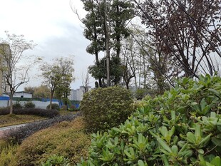 户外绿植景观
