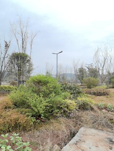户外绿植景观场景