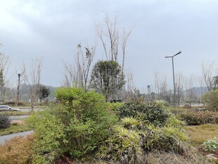 户外园林绿植景观