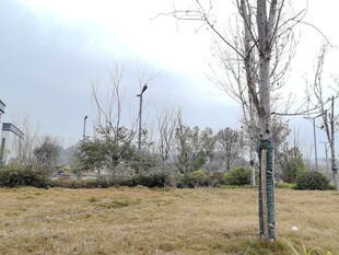 冬日空旷草地与树木景观