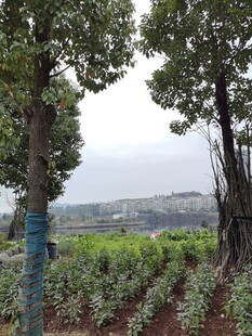 绿树成荫的农田景观