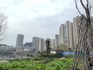 城市边的绿地与高楼景观