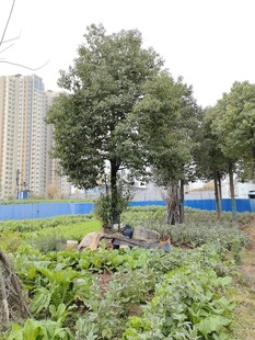 城市中一隅的田园菜地