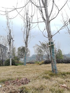 冬日荒野树木萧瑟景象
