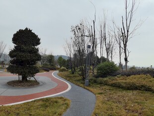 公园蜿蜒小径与景观树