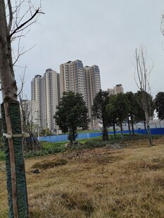 城郊荒地与远处高楼景观