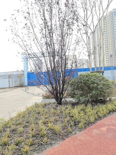 路边绿植景观