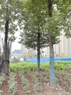 城市中树木与绿植景观
