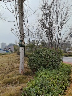 冬日城郊绿化带景观