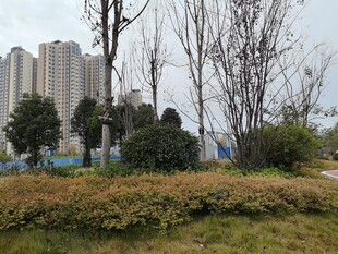 城市中萧瑟的树木与绿植