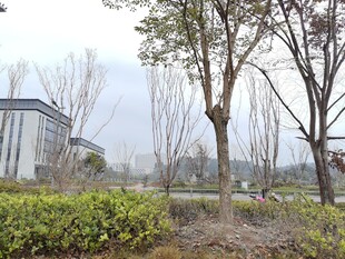 城市中的树木与绿植景观
