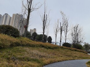 城郊风景冬日植被与建筑