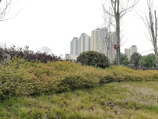 城郊草地与远处高楼景观
