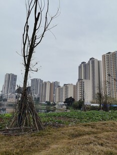 城市荒地中的孤零枯树