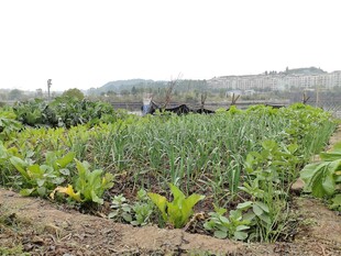 田园蔬菜种植景象