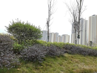 城市绿地与高楼景观