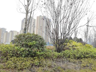 城市中的绿植与光秃树木