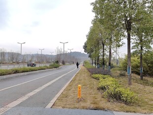 城郊公路旁的绿植景观