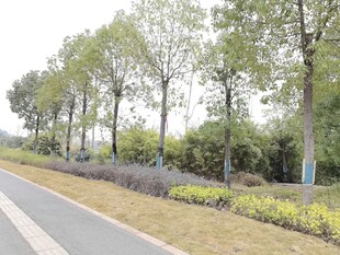 道路旁绿树成荫的景致