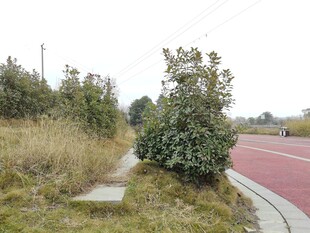 户外路边绿植与小径景观