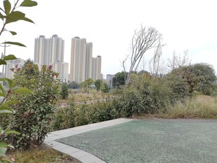 城市中的绿植与开阔空间