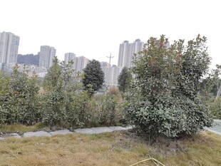 城市中的绿植与高楼景观