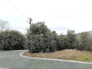 乡村路旁绿植景观