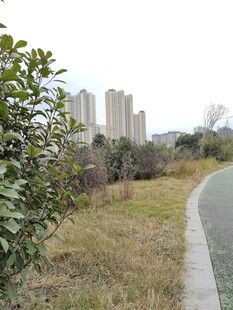 城郊小路旁的绿植与高楼