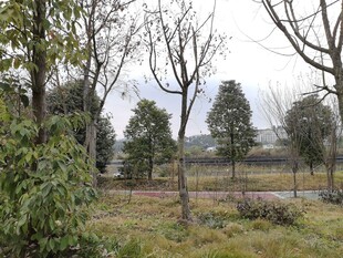野外稀疏树木景观