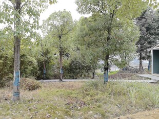 林间小屋旁的静谧树林