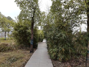 林间幽静小道