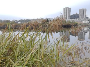 城市边的水边芦苇景观