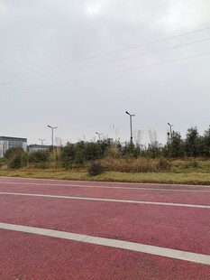 红色跑道旁的绿植景观