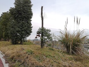 乡村路边景致