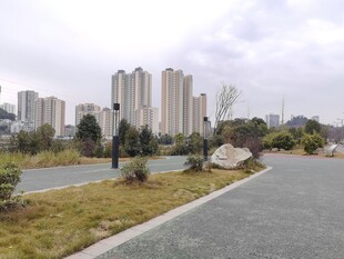 城市道路旁的高楼与绿植