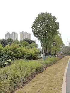 城市中的绿植小径景观
