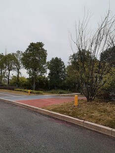 户外道路旁的绿化景致