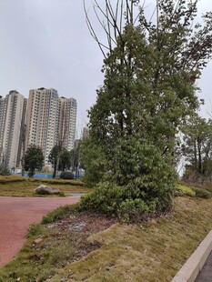 城市公园中的绿植与建筑