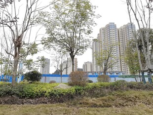城市边的树木与建筑景观