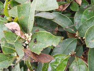 绿叶植物特写