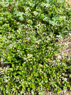 翠绿繁茂的白色小花植株