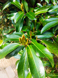 绿叶间的黄色果实