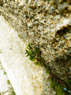 石缝中生长的翠绿植物