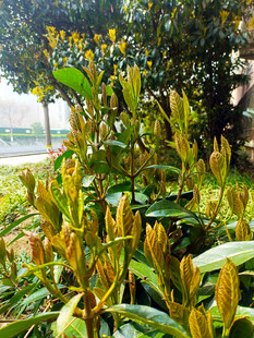 绿叶黄花植物特写