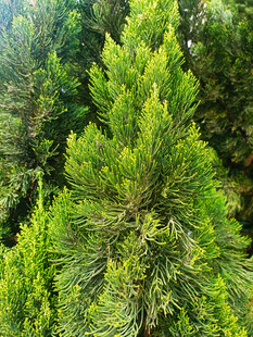 翠绿挺拔的松柏树