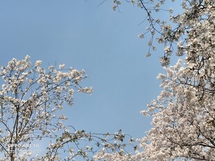 春日繁花 枝头绽放 樱花