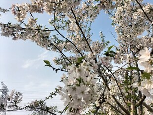 樱花 枝头繁花绽